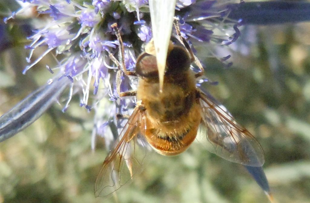 Eristalis tenax?